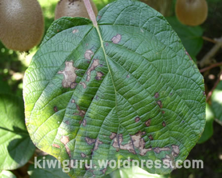 alternaria