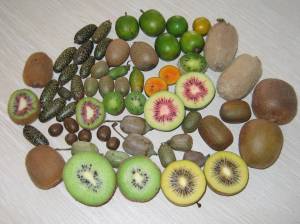 variedades-de-kiwi